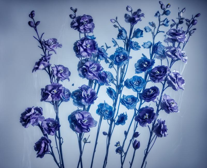 00505-3915395418-there are many purple flowers in a vase on a table, nick knight, mat collishaw, dark flowers, by Kim Keever, inspired by Kim Kee.jpg